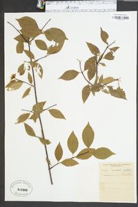 Philadelphus grandiflorus image