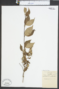 Philadelphus hirsutus image