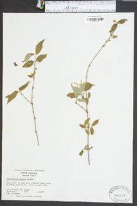 Philadelphus hirsutus image