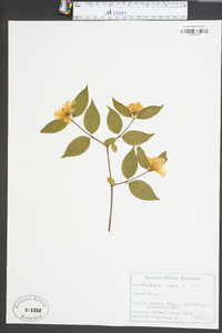 Philadelphus inodorus image