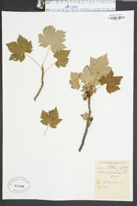 Ribes glandulosum image