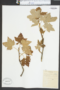 Ribes glandulosum image