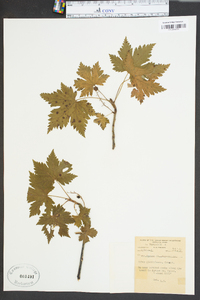 Ribes glandulosum image