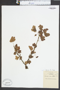 Ribes rotundifolium image