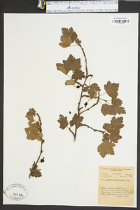 Ribes rotundifolium image