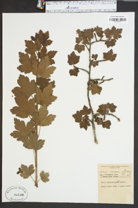 Ribes rotundifolium image