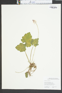 Tiarella cordifolia image