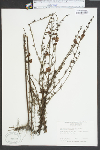 Agalinis fasciculata image