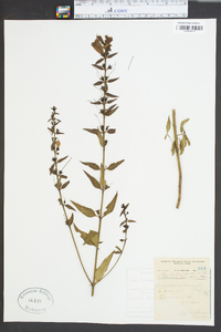Aureolaria laevigata image