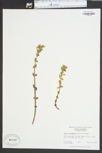 Bacopa caroliniana image