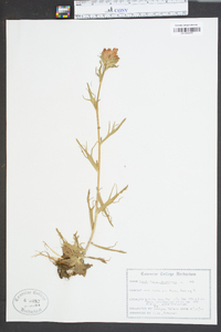 Castilleja coccinea image