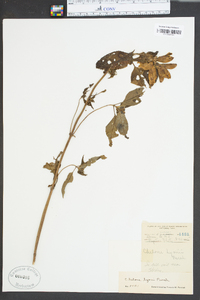 Chelone lyonii image