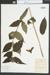 Chelone lyonii image