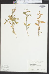 Gratiola virginiana image