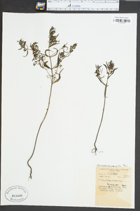 Melampyrum lineare image