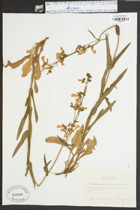 Penstemon laevigatus image