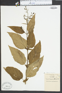 Scrophularia marilandica image