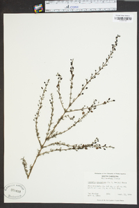 Seymeria cassioides image