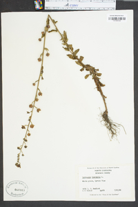 Verbascum blattaria image