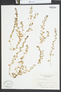 Veronica persica image