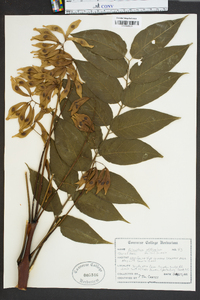 Ailanthus altissima image