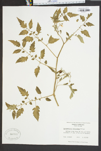 Solanum lycopersicum image