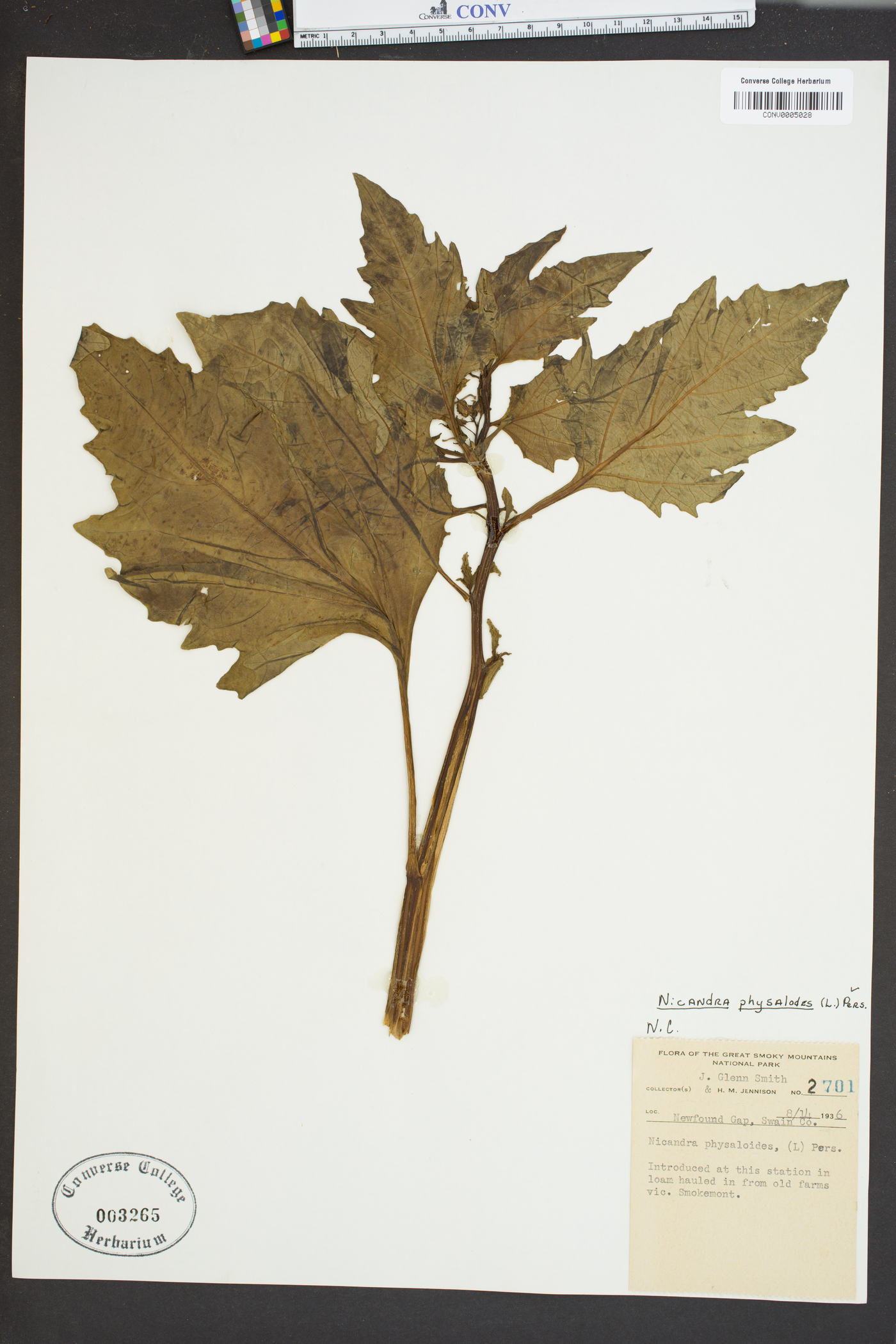 Nicandra physalodes image