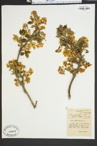 Staphylea trifolia image