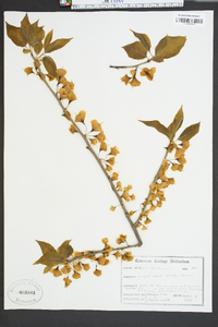 Halesia carolina image