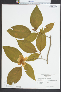 Stewartia ovata image