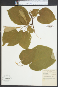 Tilia heterophylla image