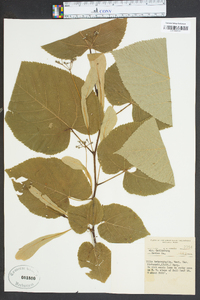 Tilia heterophylla image