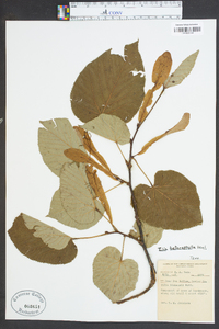 Tilia heterophylla image