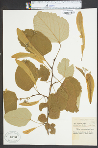 Tilia heterophylla image