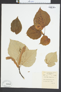 Tilia heterophylla image