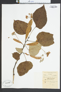 Tilia heterophylla image