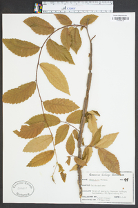 Ulmus alata image