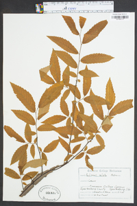 Ulmus alata image