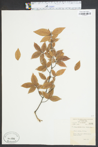 Ulmus alata image