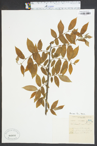 Ulmus alata image