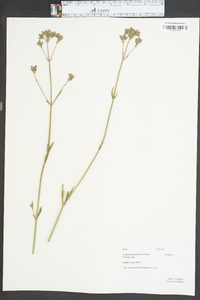 Verbena brasiliensis image