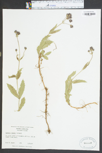 Verbena rigida image