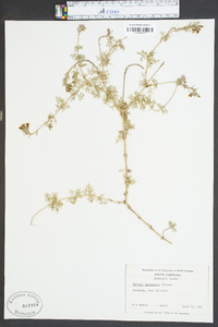 Glandularia pulchella image