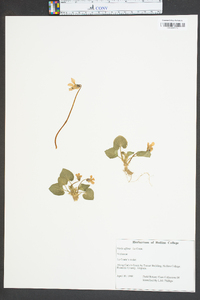 Viola affinis image