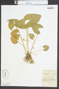 Viola cucullata image