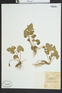 Viola palmata image