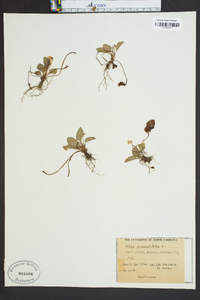 Viola primulifolia image