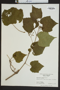 Ampelopsis cordata image