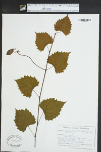 Muscadinia rotundifolia image