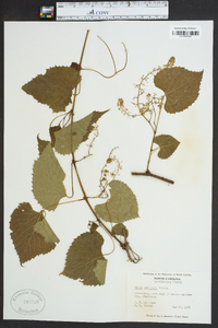 Vitis baileyana image